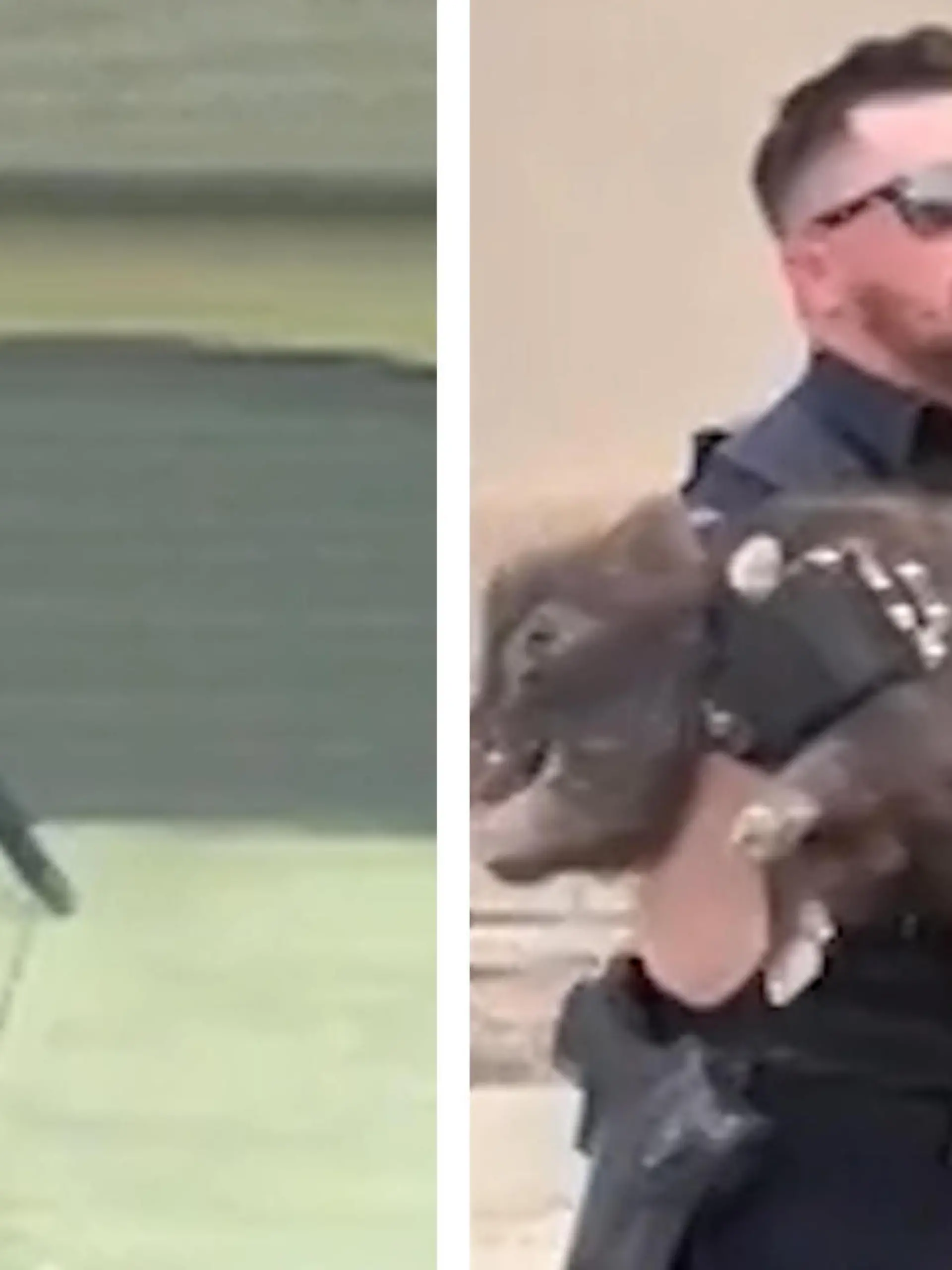 In Utah in den USA wird ein Polizist zu einer ganz besonderen Verfolgungsjagd gerufen. Denn er muss keine Gangster schnappen, sondern ein Schwein! Und das ist gar nicht mal so einfach! Im Video seht ihr die kuriosen Szenen.