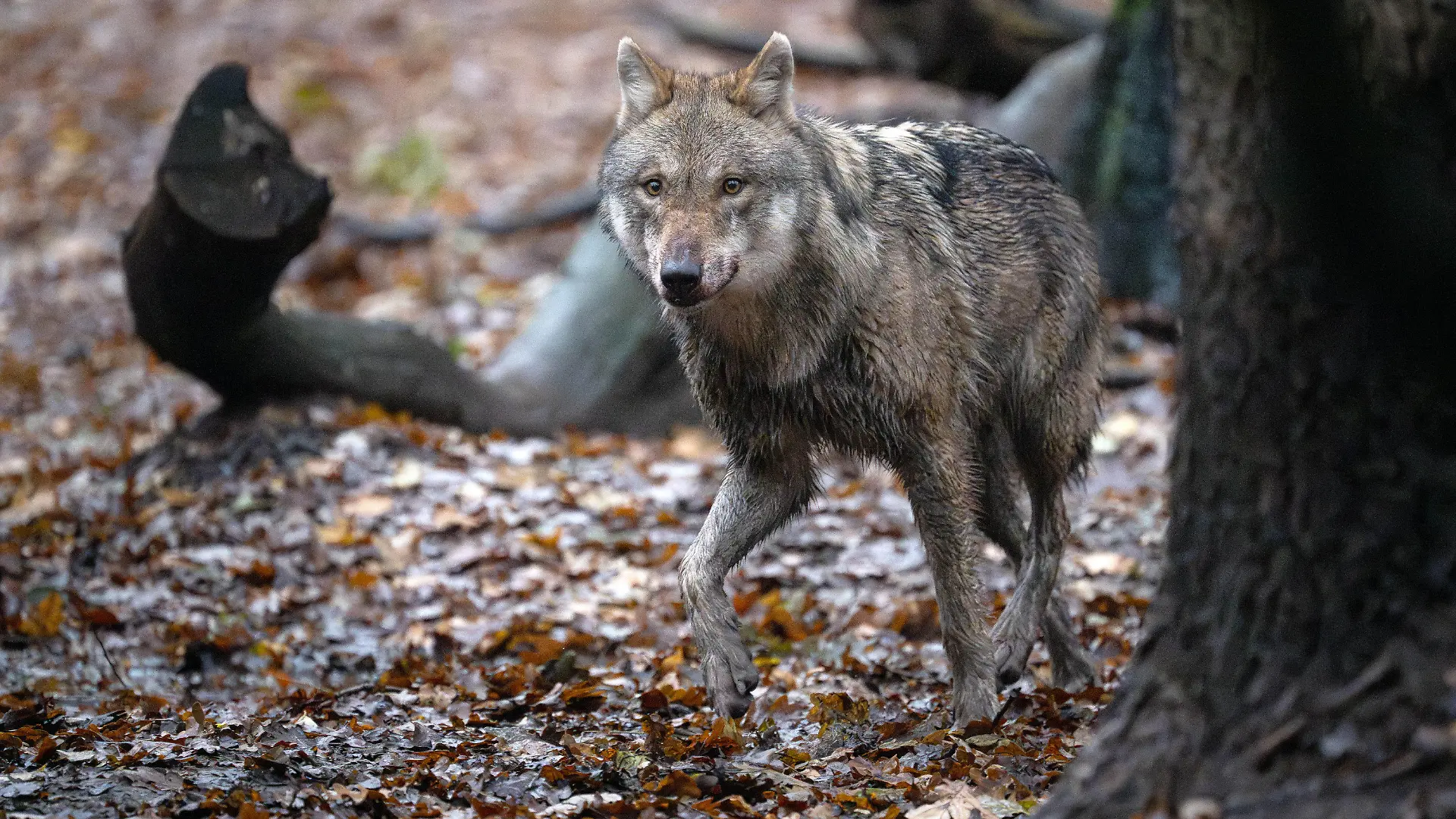 ARCHIV - 13.12.2023, Niedersachsen, Dörverden: Ein Europäischer Wolf in einem Gehege vom Wolfcenter Dörverden. (zu dpa: «Landwirte, Jäger und Weidetierhalter verlassen das Dialogforum Wolf») Foto: Sina Schuldt/dpa +++ dpa-Bildfunk +++