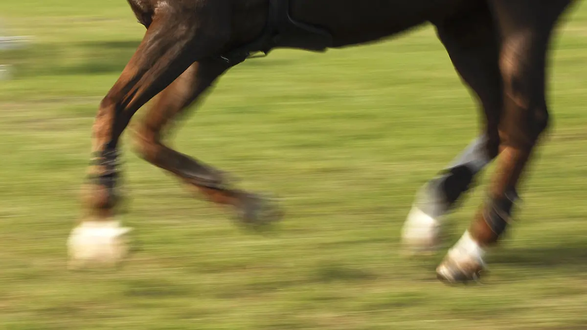 Horse legs , Pferdebeine