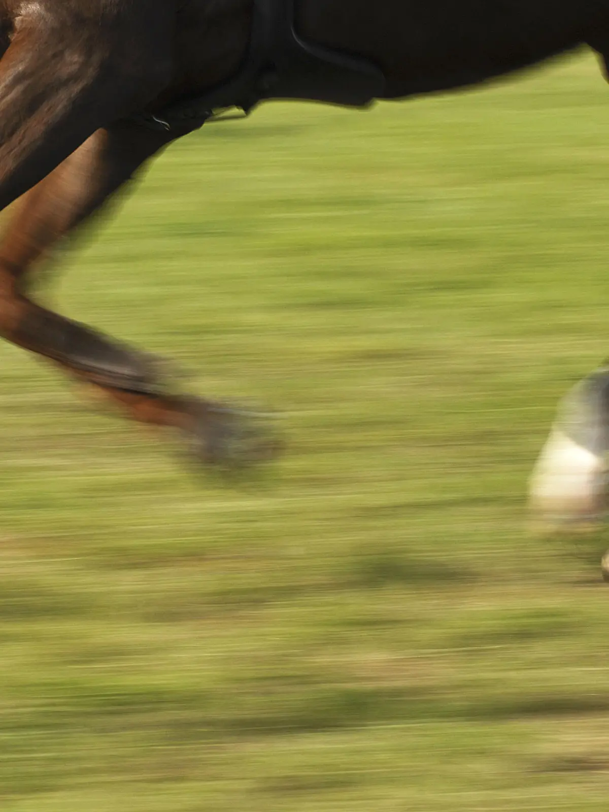 Horse legs , Pferdebeine