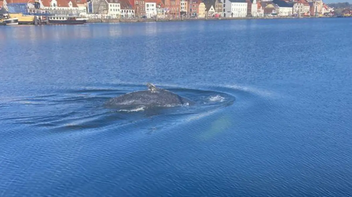 Am Montag wird der Buckelwal im Flensburger Hafen gesichtet.