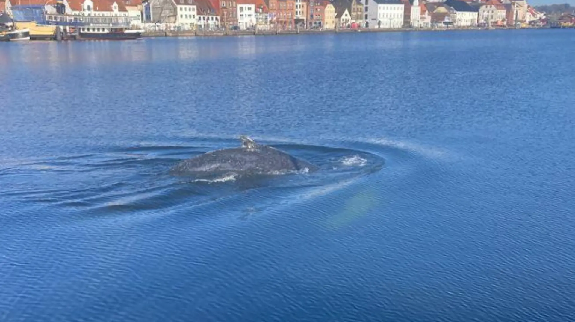 Am Montag wird der Buckelwal im Flensburger Hafen gesichtet.