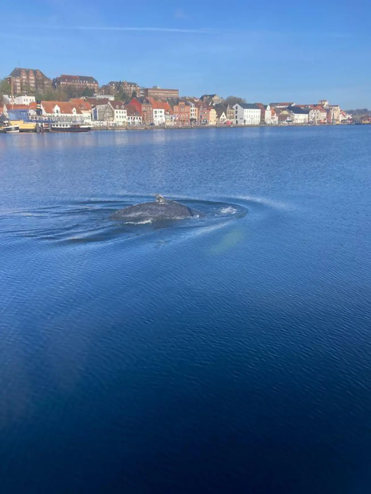 Am Montag wird der Buckelwal im Flensburger Hafen gesichtet.