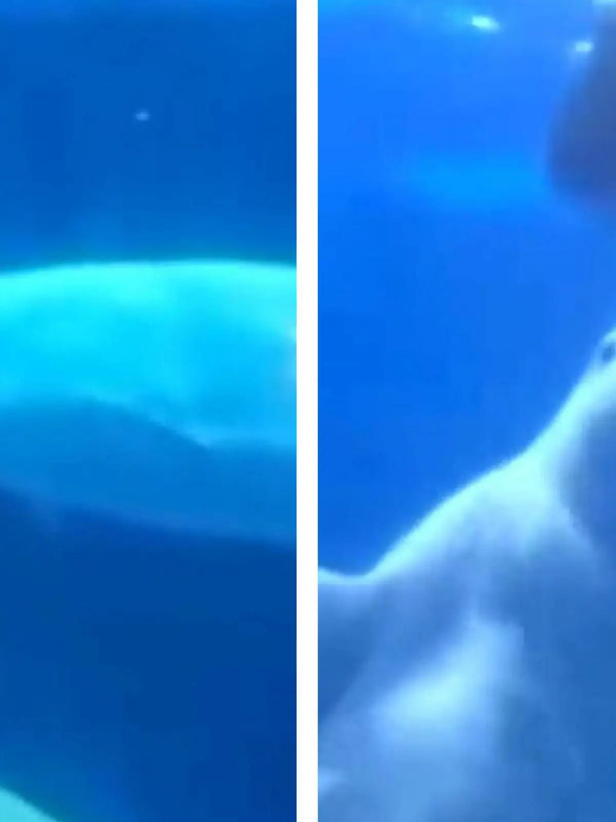 Sie wollte nur ein Unterwasser-Shooting machen - in einem Walbecken. Eine junge Chinesin wird von einem Belugawal attackiert! Erst nimmt er ihren Kopf in den Mund, dann mehrfach ihre Beine. Sogar die Perücke reißt er ihr vom Kopf! Die Frau schafft es einigermaßen unversehrt aus dem Wasser, der Schock wird jedoch eine Weile bleiben. Die dramatischen Aufnahmen seht ihr im Video: