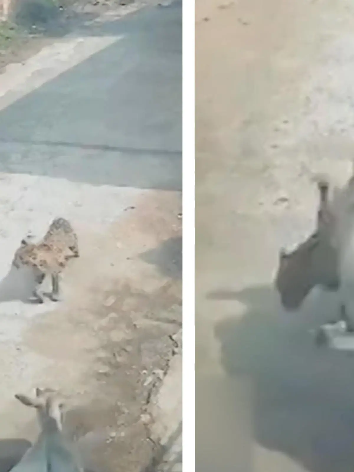 Im ersten Moment wirkt der Kampf vielleicht unfair, aber die Kuh scheut sich nicht, einen angreifenden Leoparden zu attackieren – denn es geht um ihr Kalb! Um ihr Junges zu verteidigen, setzen bei ihr die Mutterinstinkte ein und die verleihen ihr scheinbar magische Kräfte. Die spektakulären Bilder seht ihr im Video.