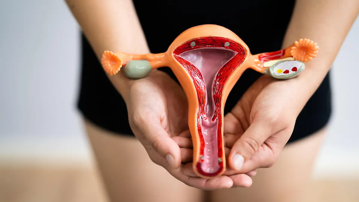 Woman Reproductive System. Vagina And Uterus. Gynecology And Health