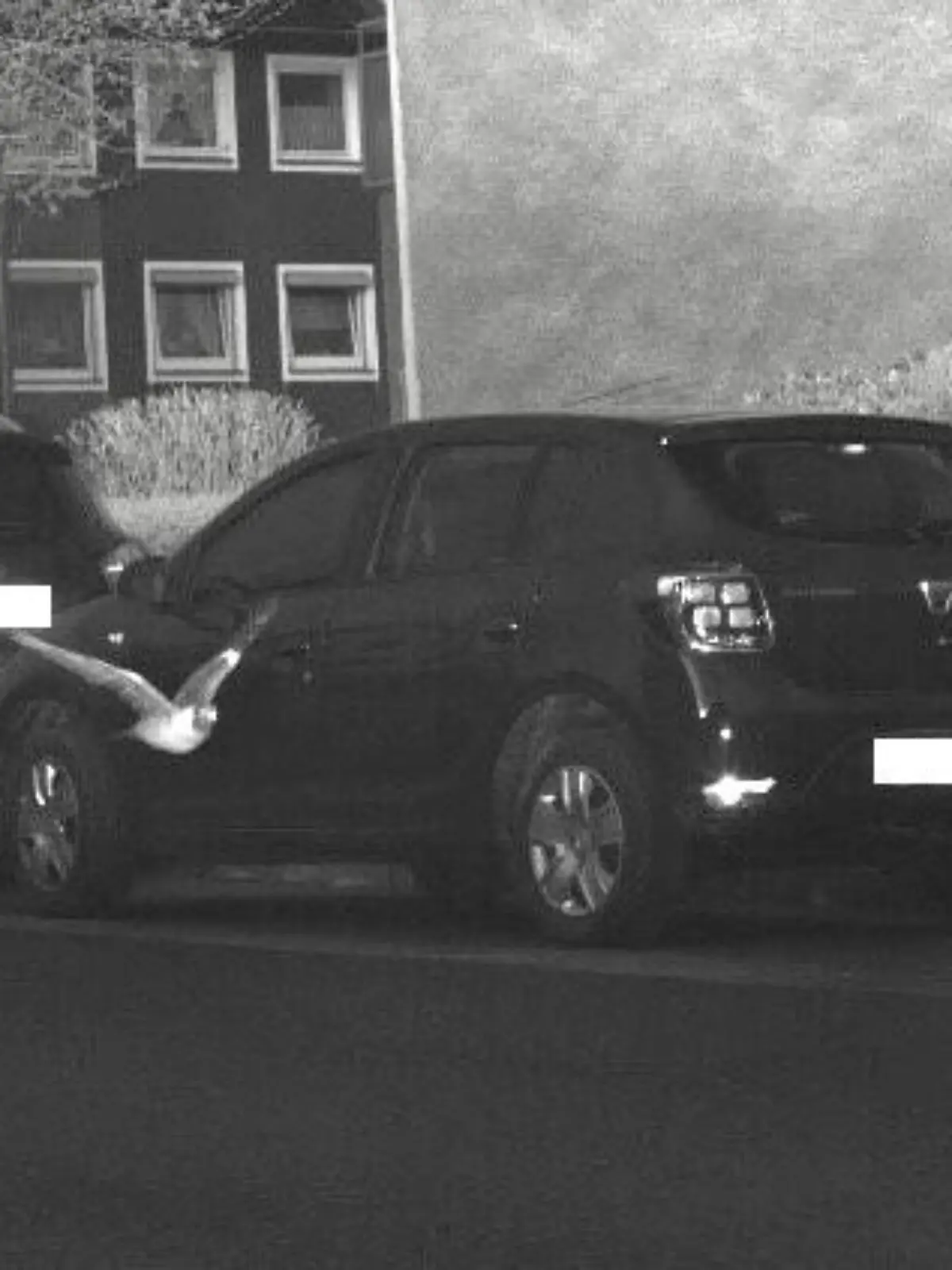 Taube geblitzt