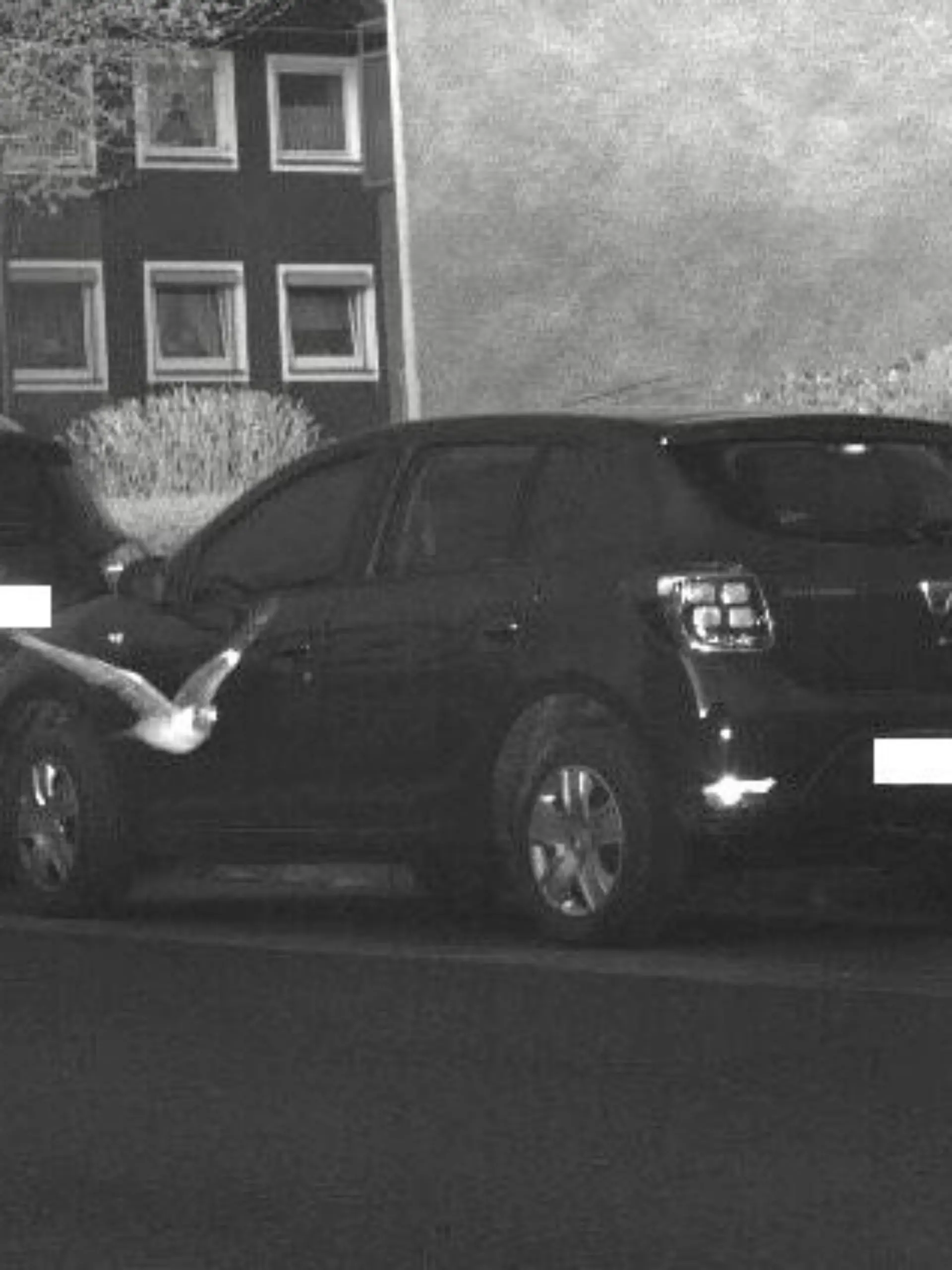 Taube geblitzt