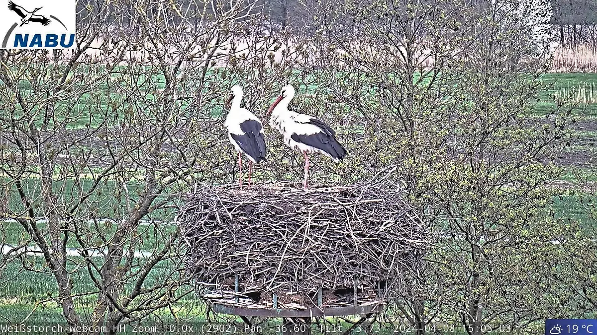 HANDOUT - 08.04.2024, Hamburg: Der Hamburger Webcam-Storch Fiete steht mit seiner neuer Partnerin in einem Horst im Stadtteil Curslack. Der Naturschutzbund Nabu Hamburg und die «Zeit» suchen derzeit nach einem Namen für die Storchendame.    (Beste verfügbare Qualität) Foto: Nabu Hamburg/dpa - ACHTUNG: Nur zur redaktionellen Verwendung im Zusammenhang mit der aktuellen Berichterstattung und nur mit vollständiger Nennung des vorstehenden Credits +++ dpa-Bildfunk +++