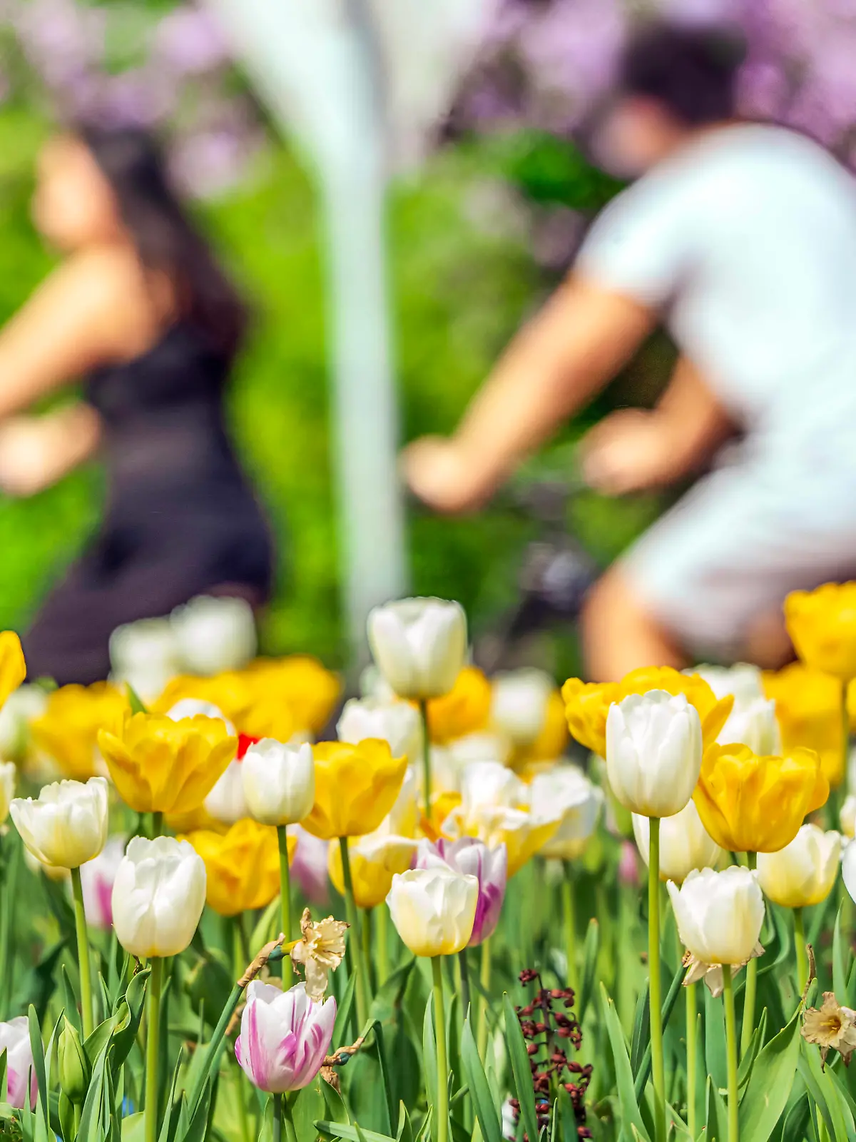 Tulpen blühen, alles wird grün, Münchner genießen den Sommertag mitten im Frühling, München, April 2024 Deutschland, München, April 2024, Sommerwetter im Frühling, Rekordtemperaturen bis 27 Grad, die Tulpen blühen, Radfahrende genießen die Sonne am Wochenende, alles wird grün, Europaplatz, Wochenende, Sonntagnachmittag, Bayern *** Tulips in bloom, everything turns green, Munich residents enjoy the summer day in the middle of spring, Munich, April 2024 Germany, Munich, April 2024, summer weather in spring, record temperatures up to 27 degrees, the tulips are in bloom, cyclists enjoy the sun at the weekend, everything turns green, Europaplatz, weekend, Sunday afternoon, Bavaria