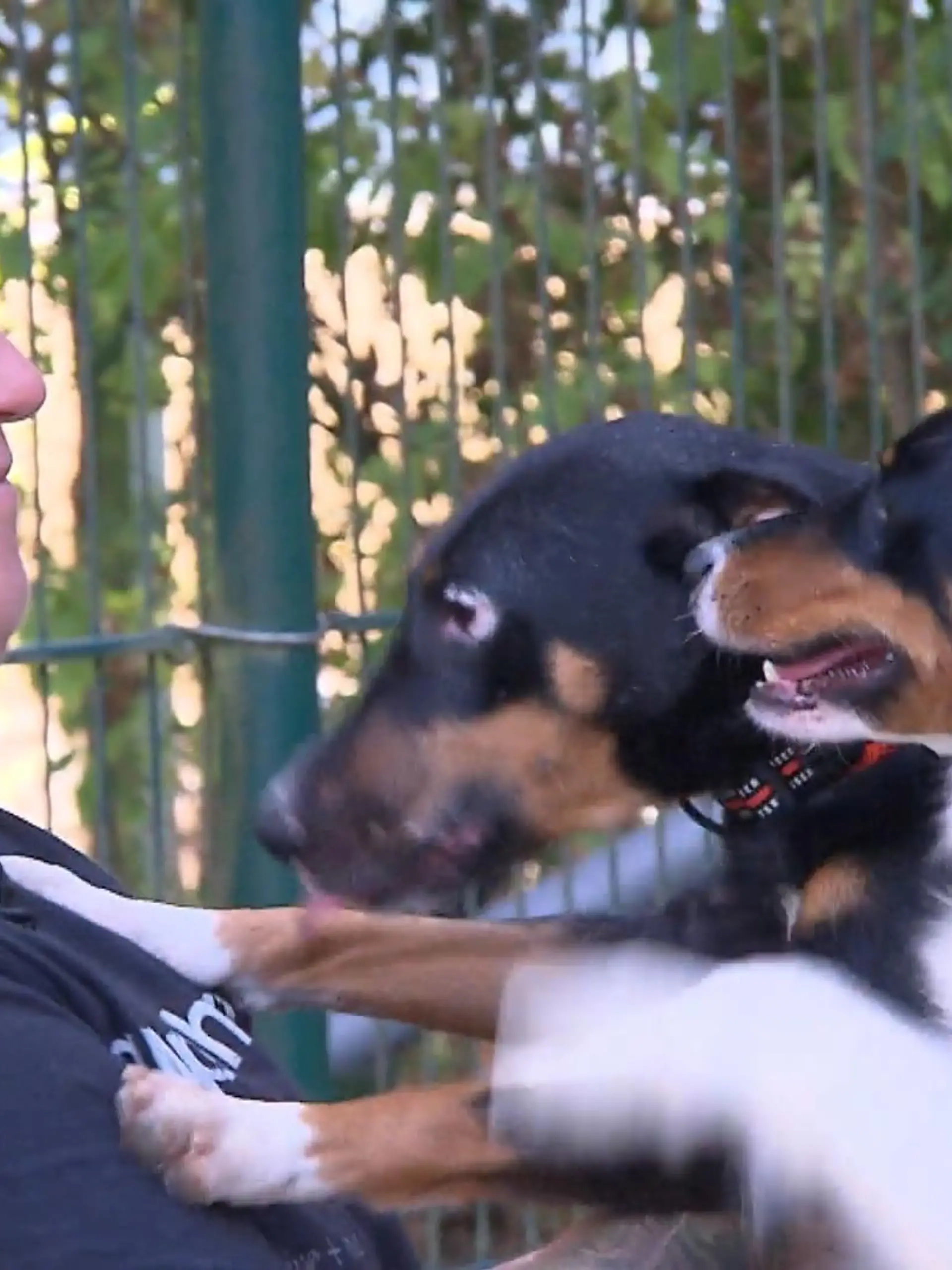 Ob Hund, Katze oder Kaninchen, jeder will sie als niedliche Haustiere haben, solange sie keine Arbeit machen. Noch immer werden zu oft Tiere einfach abgegeben. Die Pfleger im Tierheim Elisabethenhof in Reichelsheim päppeln die ausgesetzten Tiere wieder auf, obwohl sie schon seit Monaten ihre Belastungsgrenze überschritten haben. Mehr über das Engagement der Tierpfleger im Tierheim Elisabethenhof gibt es im Video.