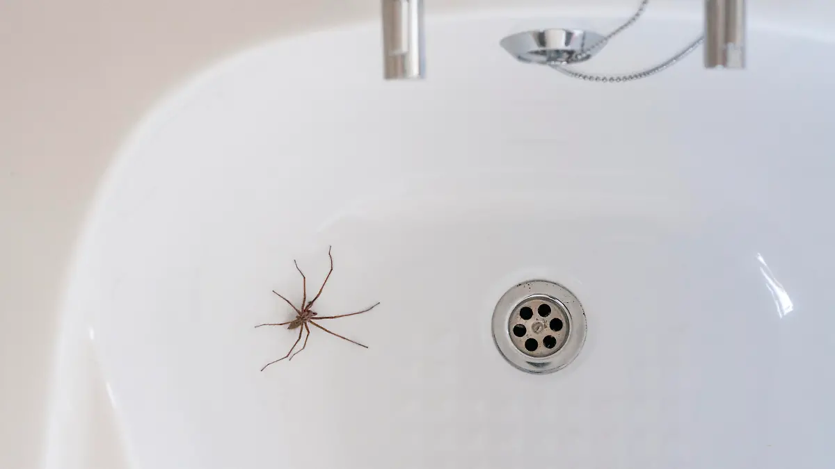 A Giant House Spider Near A Plughole