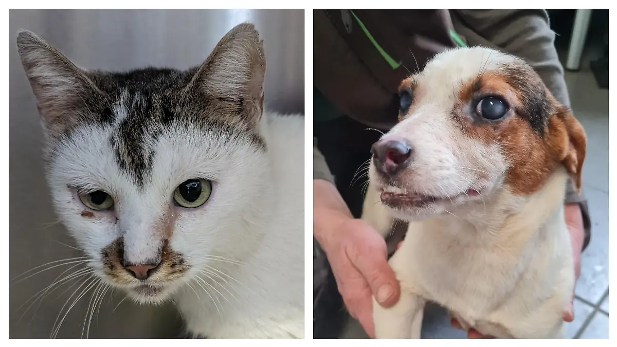 Eine Katze und ein Hund in einer Collage.