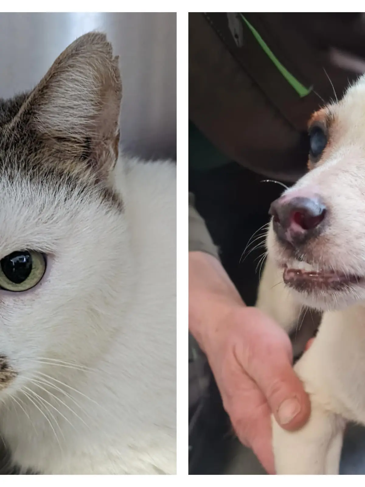 Eine Katze und ein Hund in einer Collage.
