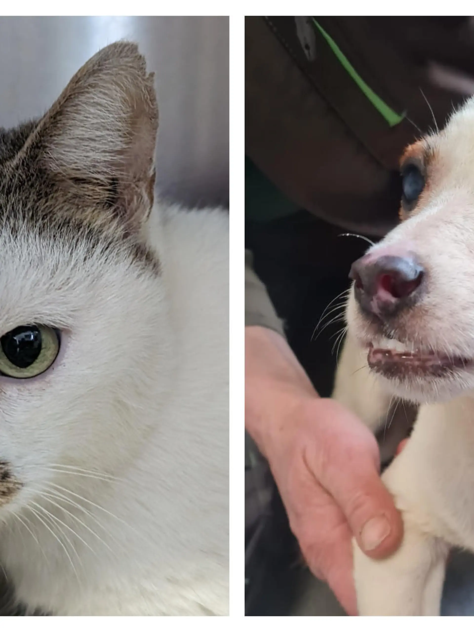 Eine Katze und ein Hund in einer Collage.
