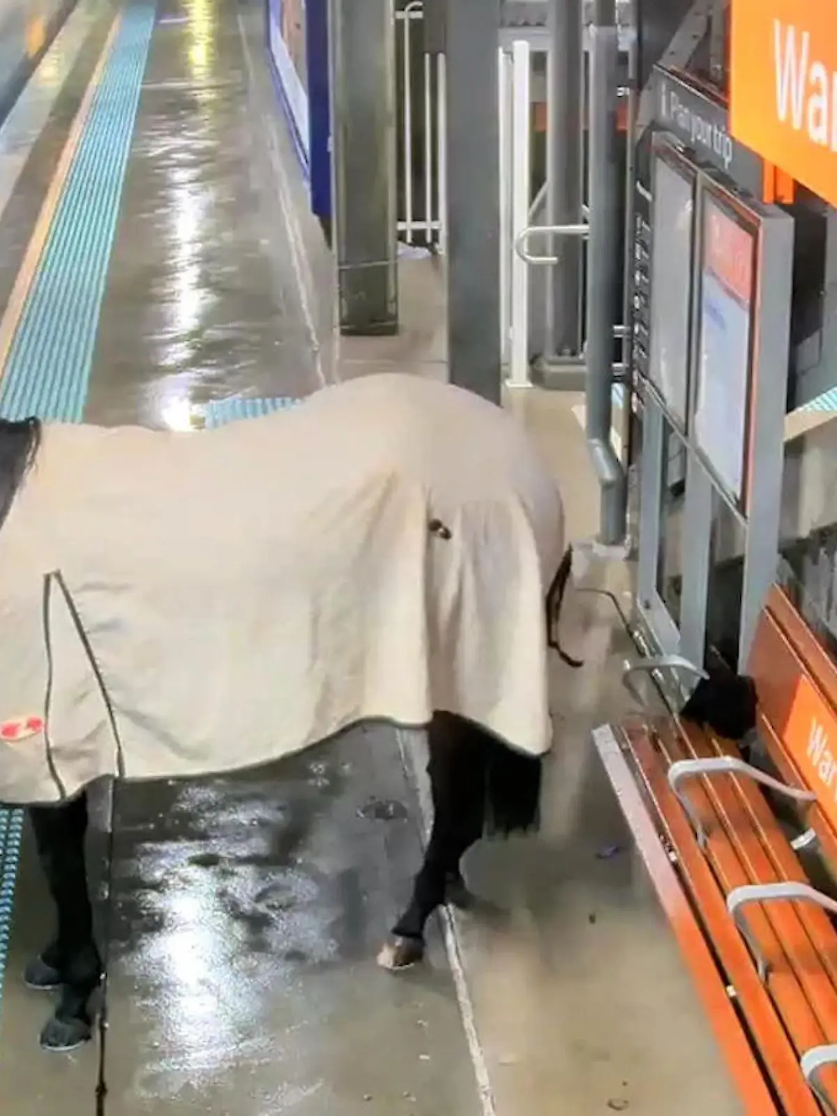 Dass ein Pferd mit einem Zug fahren will, sieht man auch nicht alle Tage. Doch an einer Haltestelle in Sydney scheint das Tier tatsächlich bereit für einen Ausflug der etwas anderen Art zu sein. Als wäre es ganz normal, trabt es über den Bahnsteig. Im Video seht ihr die skurrilen Bilder und erfahrt, ob der Gaul es wirklich bis in die Bahn geschafft hat.