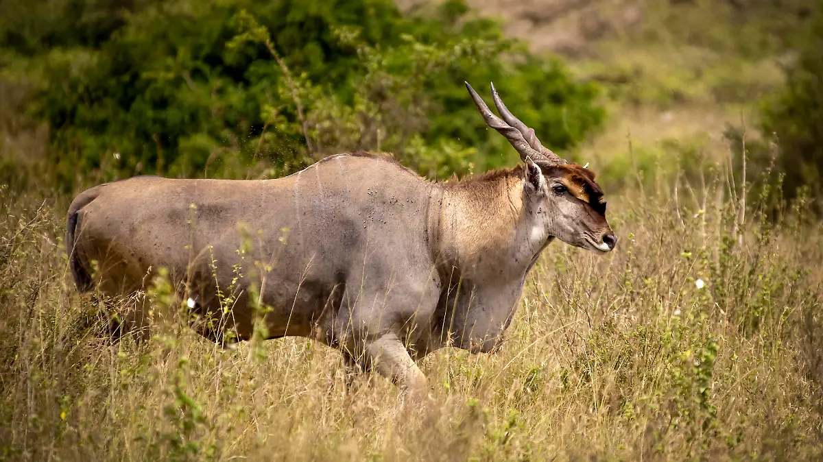 A bull eland walking through grassland in Kenya's Nairobi National park