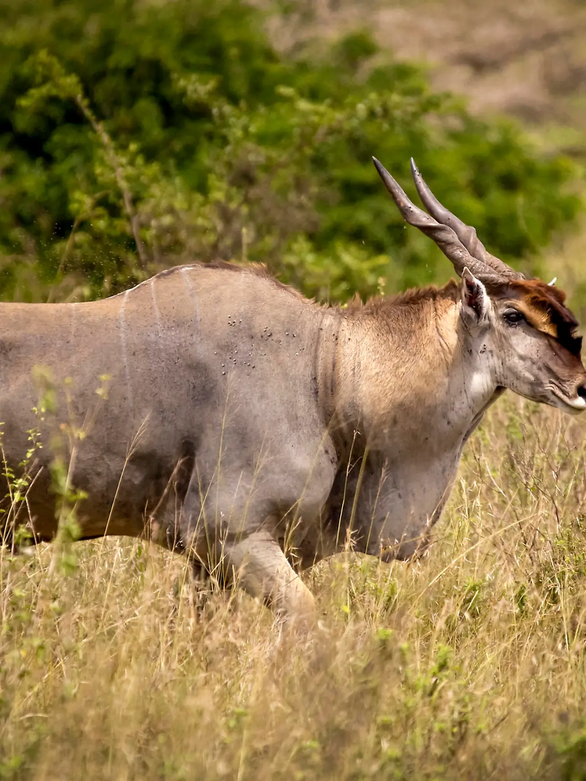 A bull eland walking through grassland in Kenya's Nairobi National park