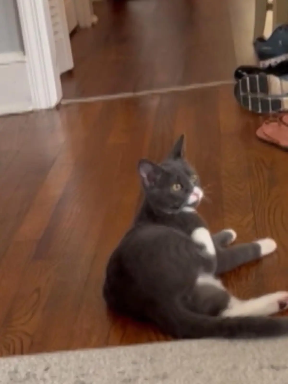 Sprachapps liegen voll im Trend. Bis also jemand eine App entwickelt, die Worte in Katzenlaute übersetzt, war es nur eine Frage der Zeit. Nun zeigt ein Video eindrucksvoll, wie diese App funktioniert. Verrückt!