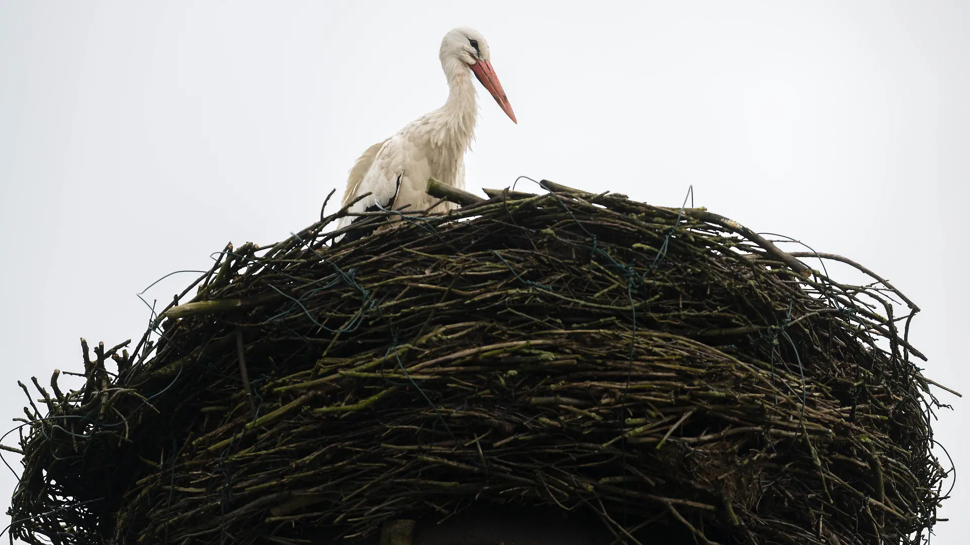 ARCHIV - 02.04.2024, Niedersachsen, Sandstedt: Ein Storch steht auf seinem Nest in Sandstedt im Landkreis Cuxhaven. (zu dpa: «Warnschilder vor tieffliegenden Störchen») Foto: Sina Schuldt/dpa +++ dpa-Bildfunk +++