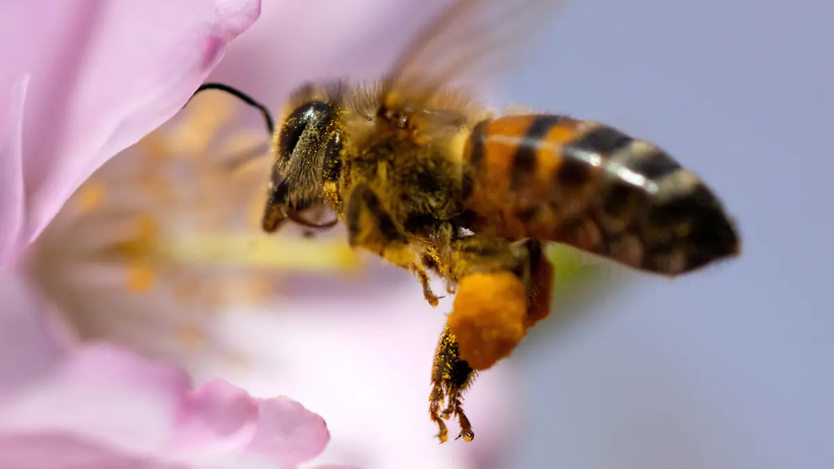 14.03.2024, Bayern, München: Eine Biene sammelt in einer Kirschblüte im Olympiapark Pollen. Foto: Sven Hoppe/dpa +++ dpa-Bildfunk +++