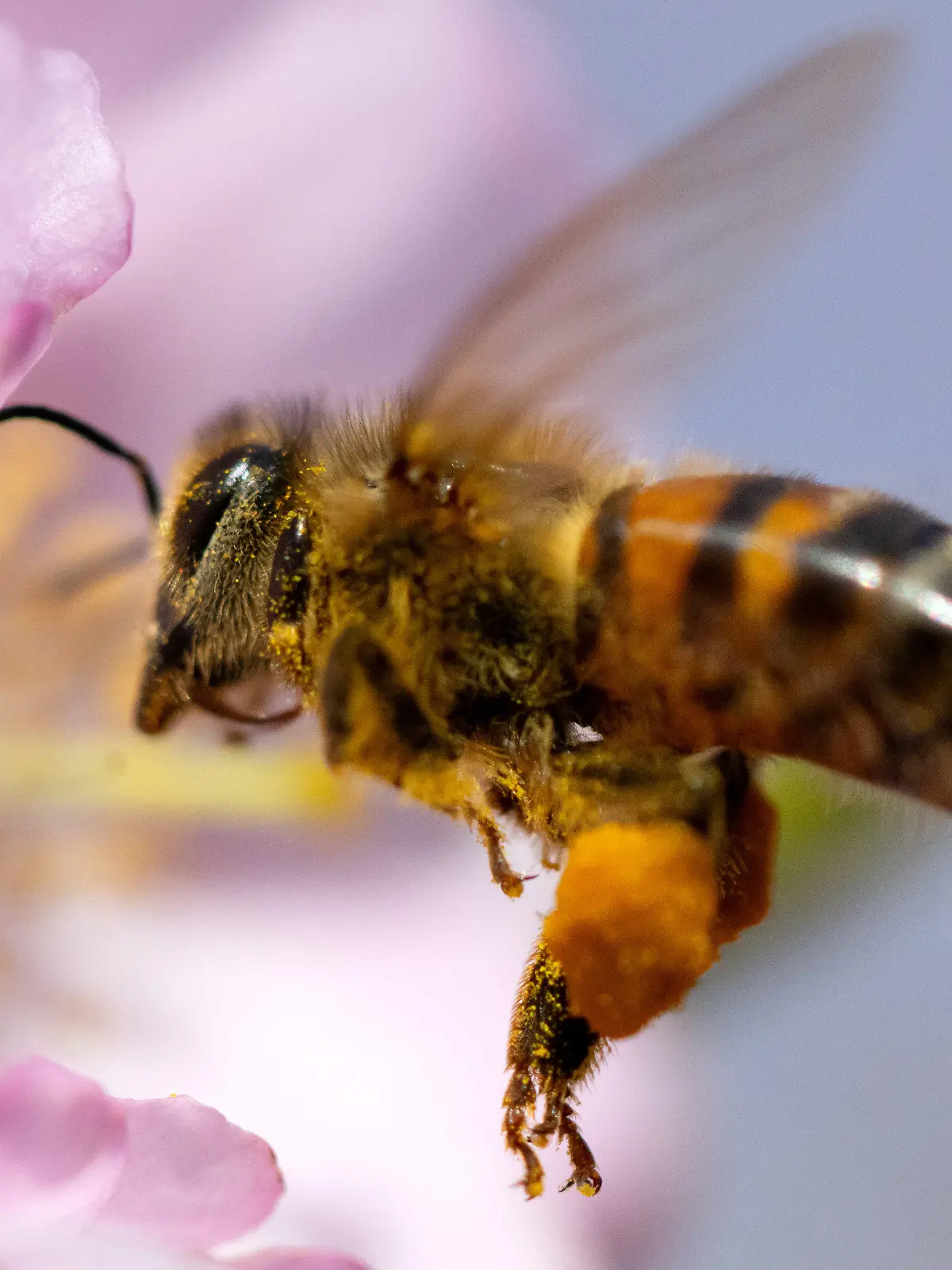 14.03.2024, Bayern, München: Eine Biene sammelt in einer Kirschblüte im Olympiapark Pollen. Foto: Sven Hoppe/dpa +++ dpa-Bildfunk +++