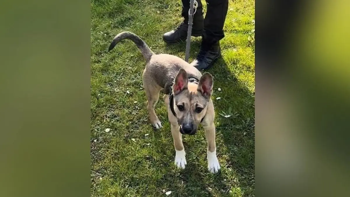 Die Polizei schätzt den jungen Mischlingshund auf sechs bis neun Monate.