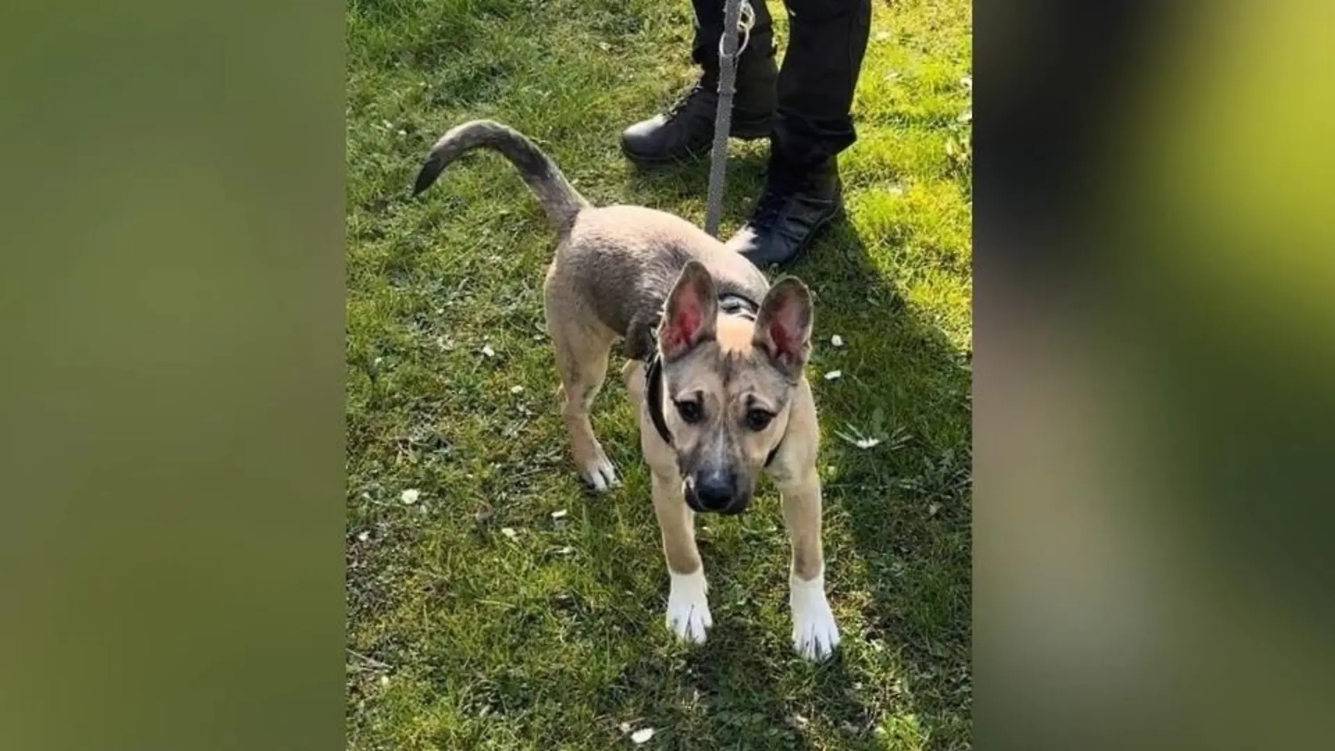 Die Polizei schätzt den jungen Mischlingshund auf sechs bis neun Monate.