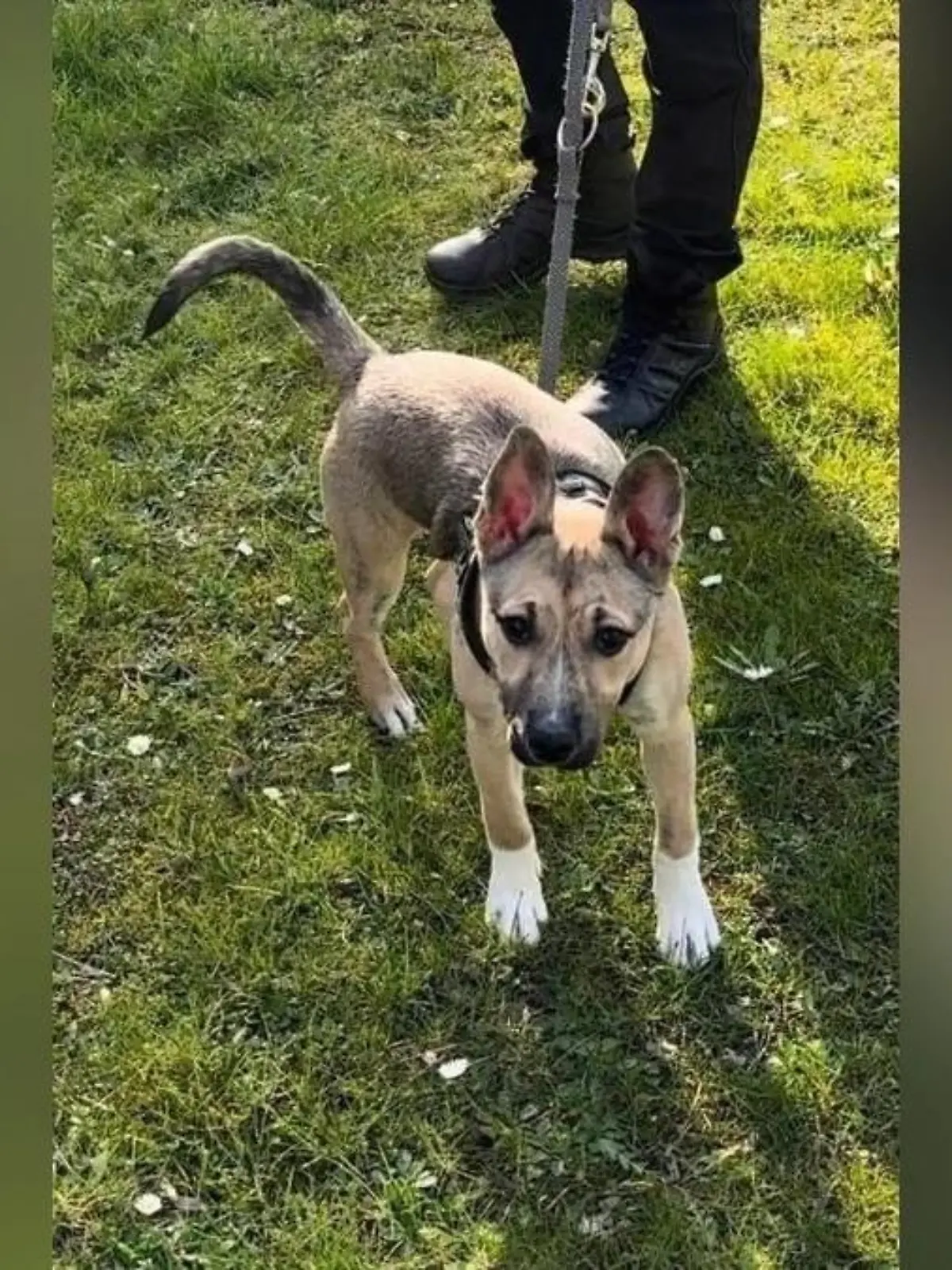 Die Polizei schätzt den jungen Mischlingshund auf sechs bis neun Monate.