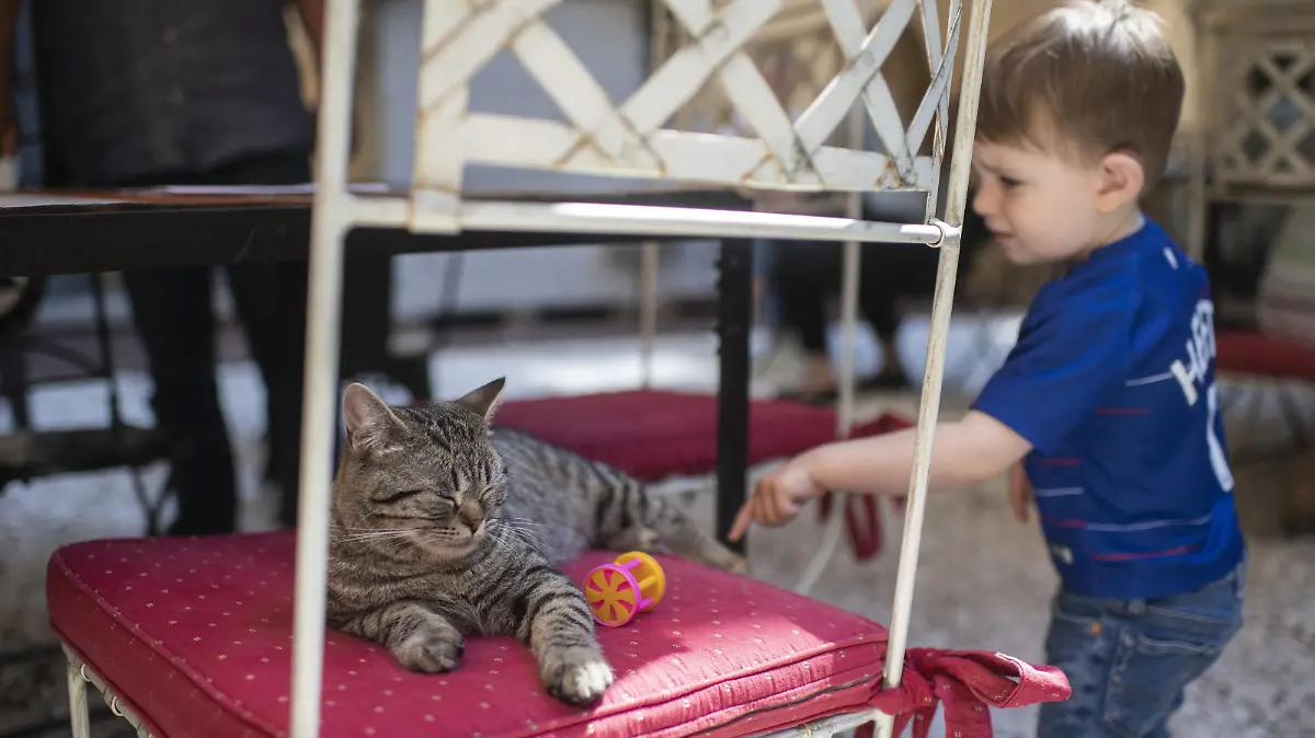 Besucher Kinder des Katzencafes Casa del Gato streicheln und erfreuen sich an den fuenf Katzen, die das Restaurant bewohnen, aufgenommen am Donnerstag 10. Juni 2021 in Zuerich
