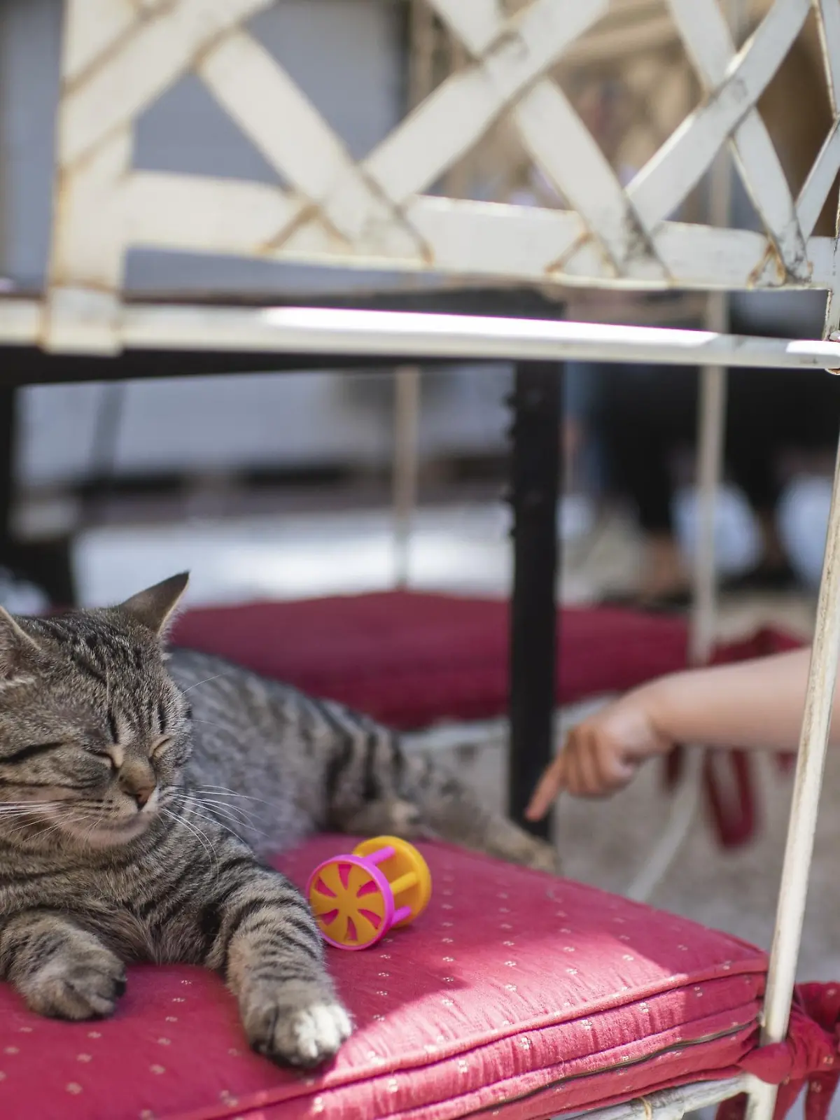 Besucher Kinder des Katzencafes Casa del Gato streicheln und erfreuen sich an den fuenf Katzen, die das Restaurant bewohnen, aufgenommen am Donnerstag 10. Juni 2021 in Zuerich