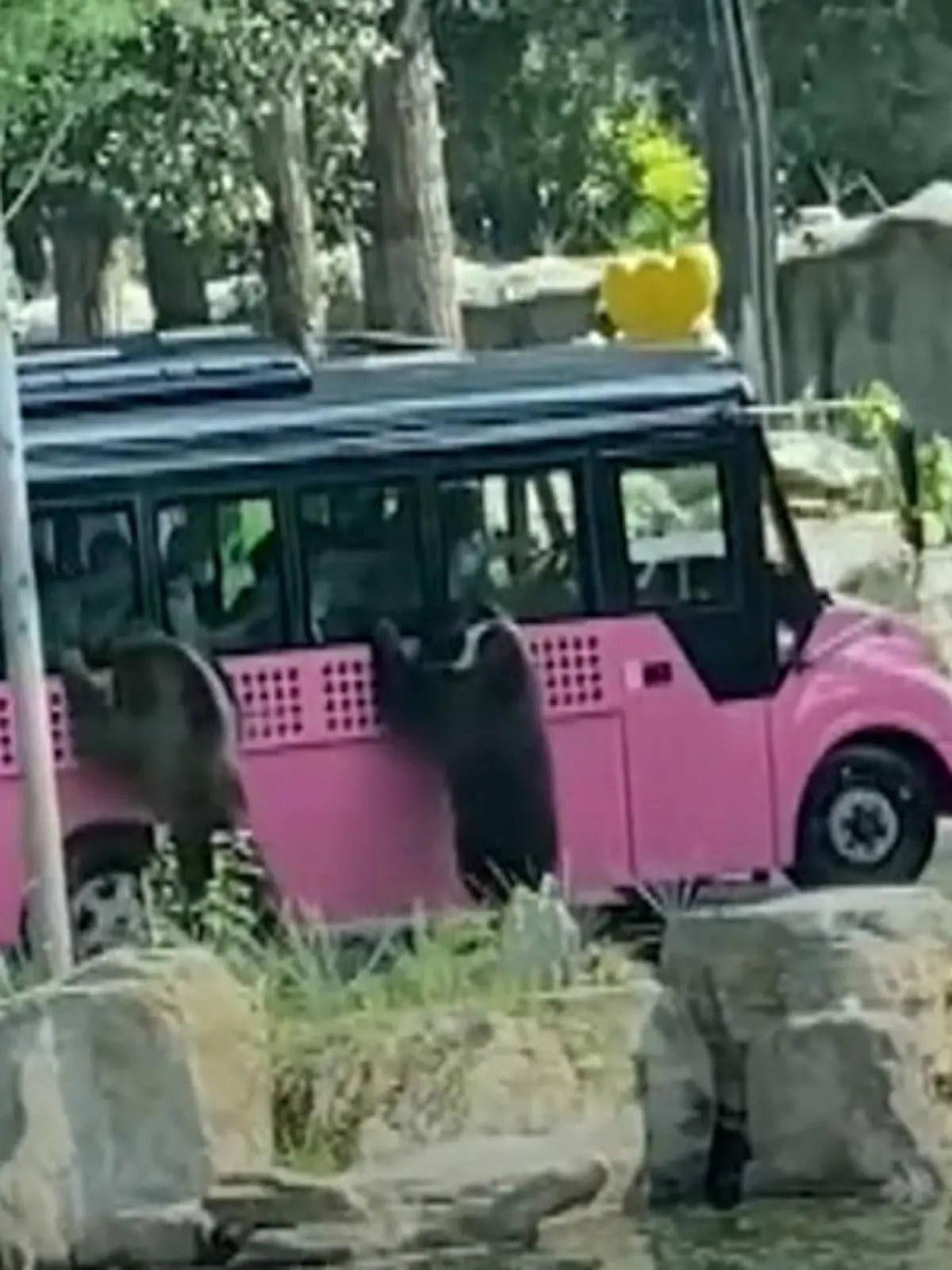 Vermutlich hat der Geruch von Essen sie angelockt: Zwei Schwarzbären haben in einem Pekinger Zoo einen Touri-Bus belagert.