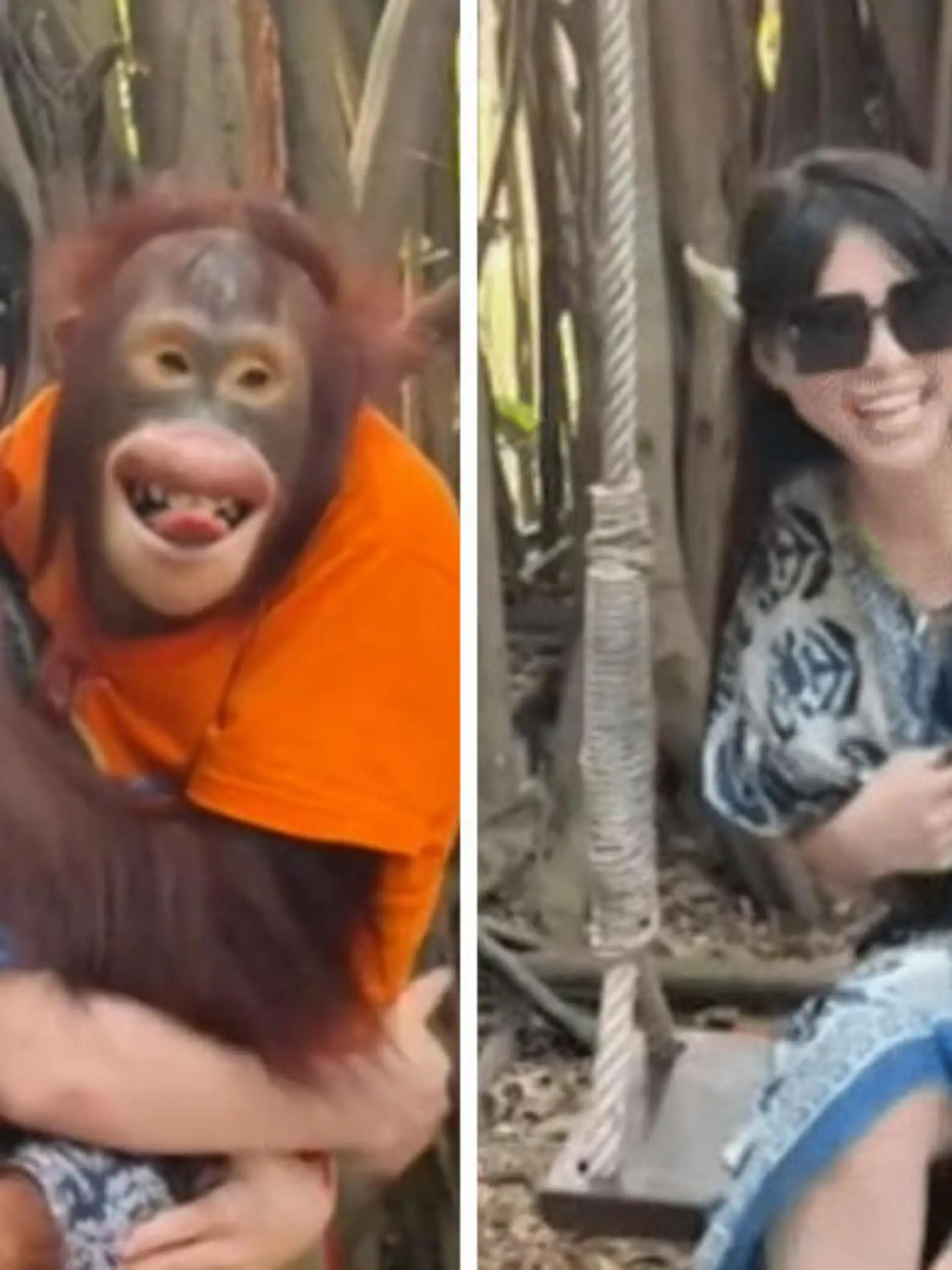 Es fing harmlos an - Küsschen, Umarmungen, Grimassen. Die chinesische Touristin wollte ein kleines, lustiges Fotoshooting mit dem Orang-Utan in der Safari World Bangkok machen. Doch dann grabbelt der perverse Primat an den Brüsten seiner Shooting-Partnerin herum! Nicht das erste Mal - der kleine Lustmolch ist schon mit ähnlichen Aktionen viral gegangen.