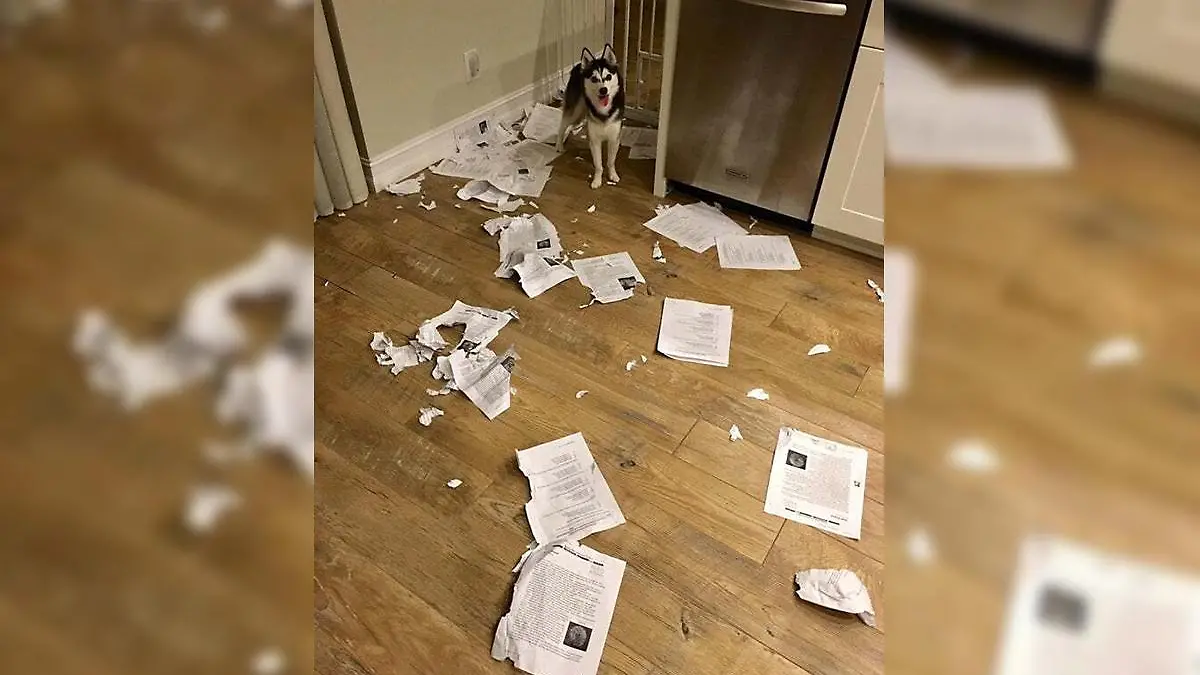 Hund hat Hausaufgaben gefressen.