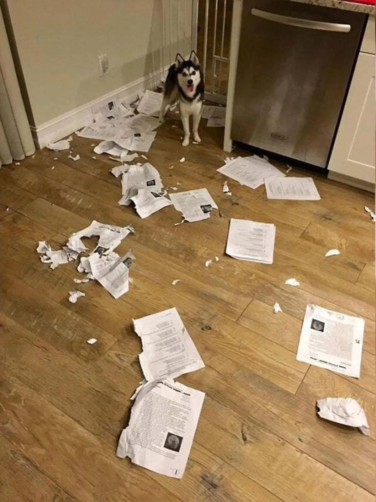Hund hat Hausaufgaben gefressen.