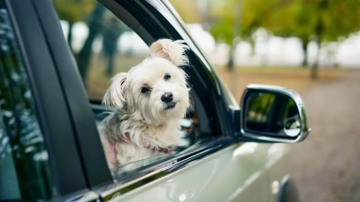 Hund im Auto