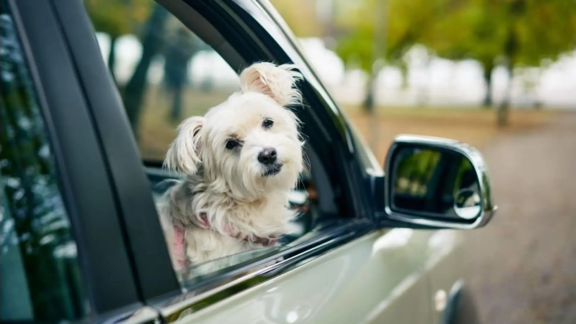 Hund im Auto