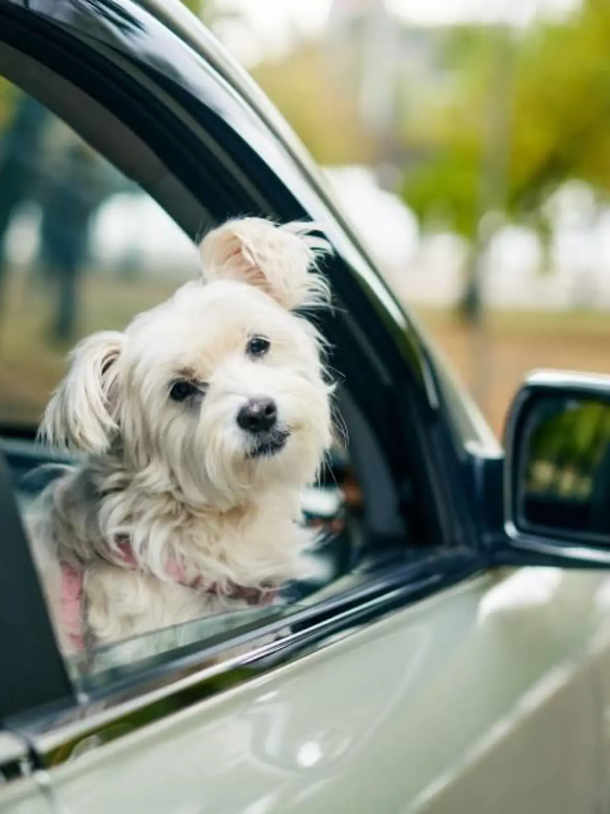 Hund im Auto