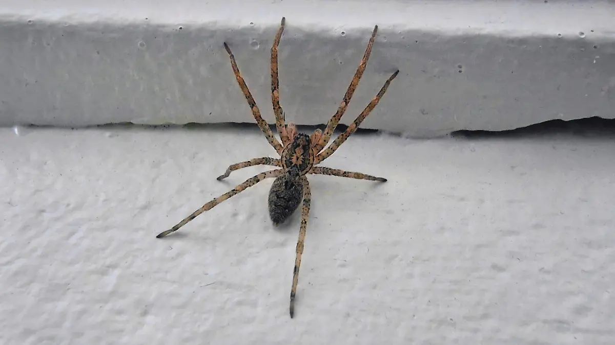 Nosferatu-Spinne