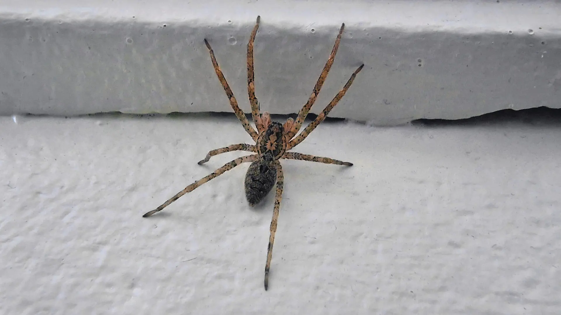 Nosferatu-Spinne