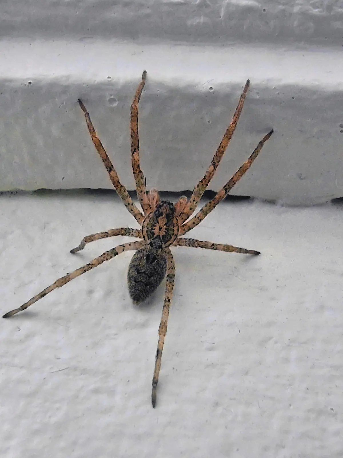 Nosferatu-Spinne