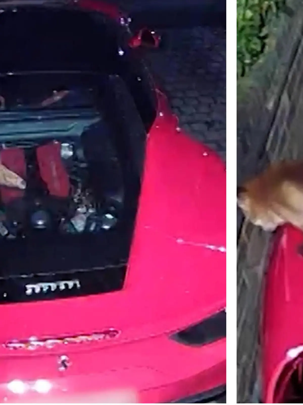 Es ist schon dunkel, als sich ein Fuchs über einen schicken Ferrari schleicht. Aber dann bleibt er stehen und gibt seinem Bedürfnis nach. Das Tier scheißt wortwörtlich auf die Luxus-Karre. Die skurrilen Bilder seht ihr im Video.