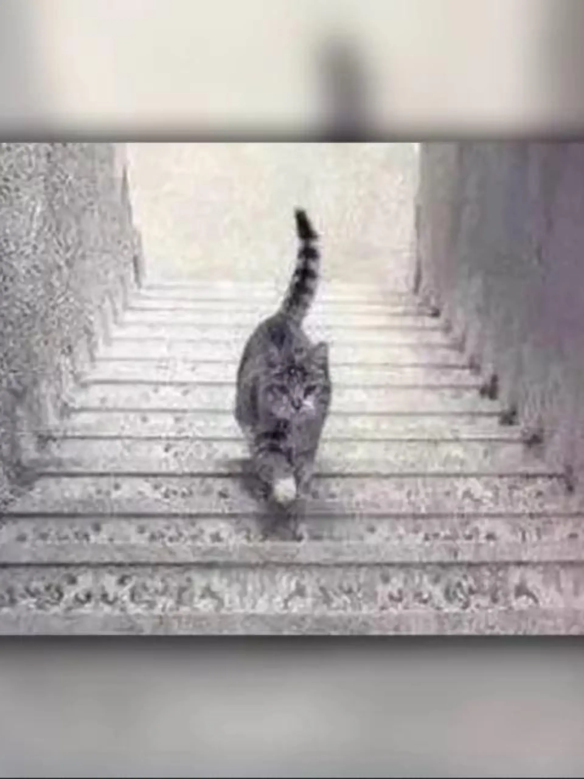 Katze auf Treppe