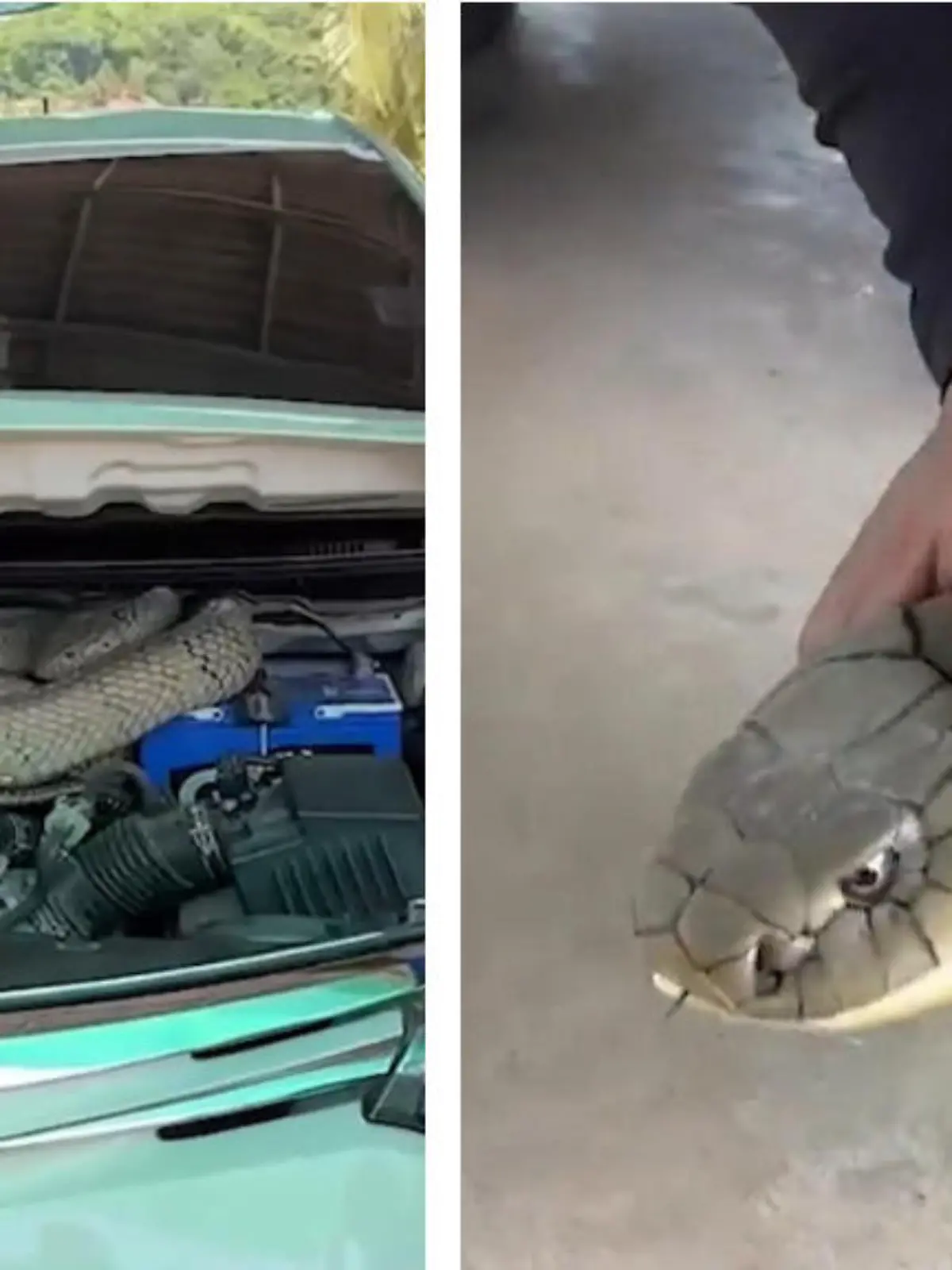 In Thailand entdeckt ein Autofahrer eine 16 Kilo schwere Königskobra unter seiner Motorhaube. Der Schock sitzt tief. Schnell alarmiert der Mann den Rettungsdienst.