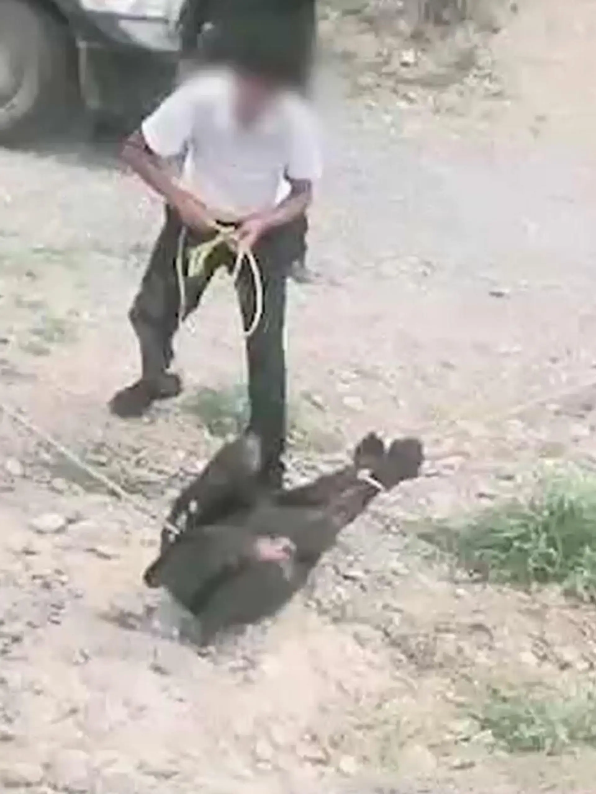 Eine Gruppe quälte diesen hilflosen Schwarzbären zu Tode.