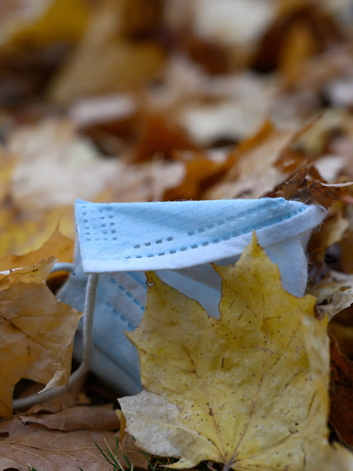 dpatopbilder - 01.11.2021, Sachsen, Dresden: Ein Mundschutz liegt zwischen herbstlich gefärbten Blättern auf dem Boden. Das Corona-Infektionsgeschehen in Sachsen verschärft sich weiter. Das Robert Koch-Institut (RKI) wies am 1. November 2021 für den Freistaat eine Sieben-Tages-Inzidenz von 291,6 aus. Foto: Robert Michael/dpa-Zentralbild/dpa +++ dpa-Bildfunk +++