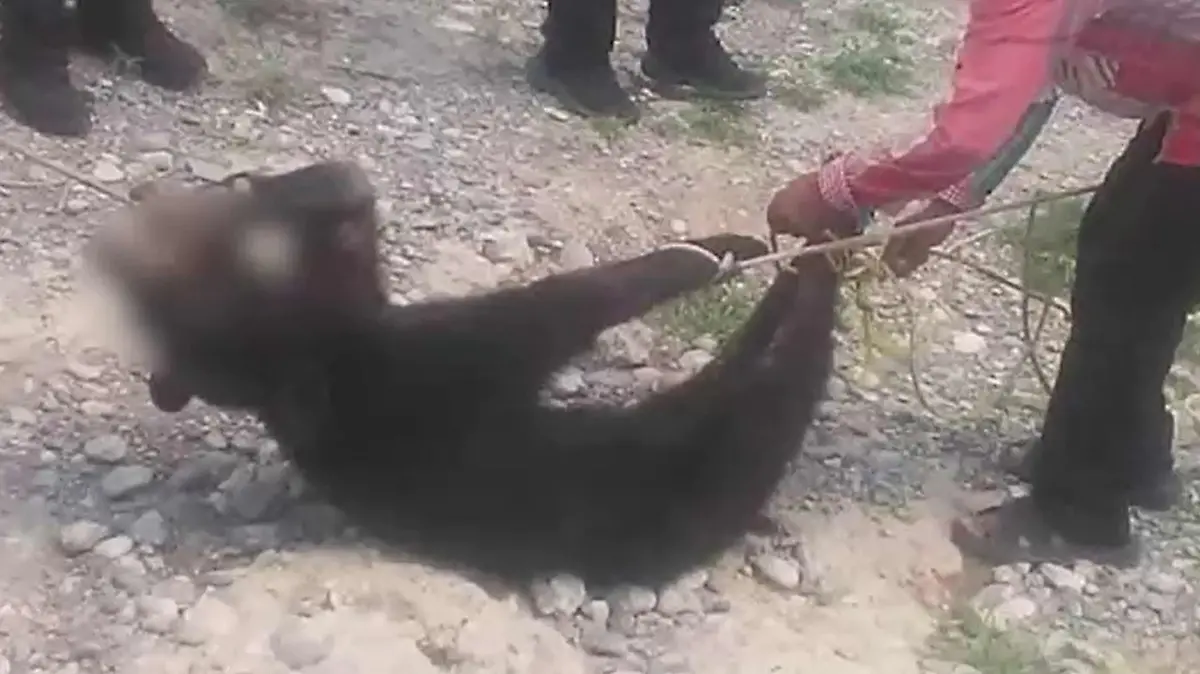 Keine Gnade: Die Männer gaben wohl erst Ruhe, als der Bär starb.