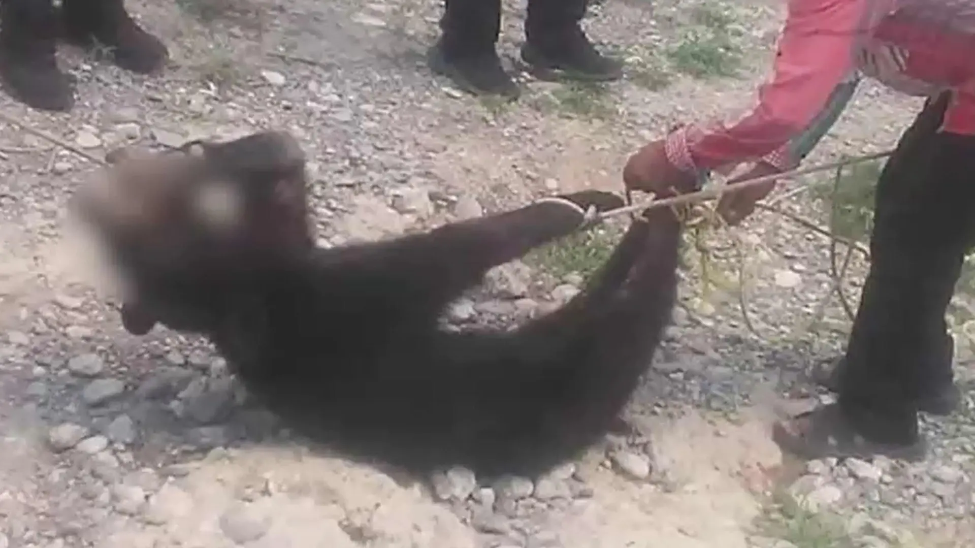 Keine Gnade: Die Männer gaben wohl erst Ruhe, als der Bär starb.