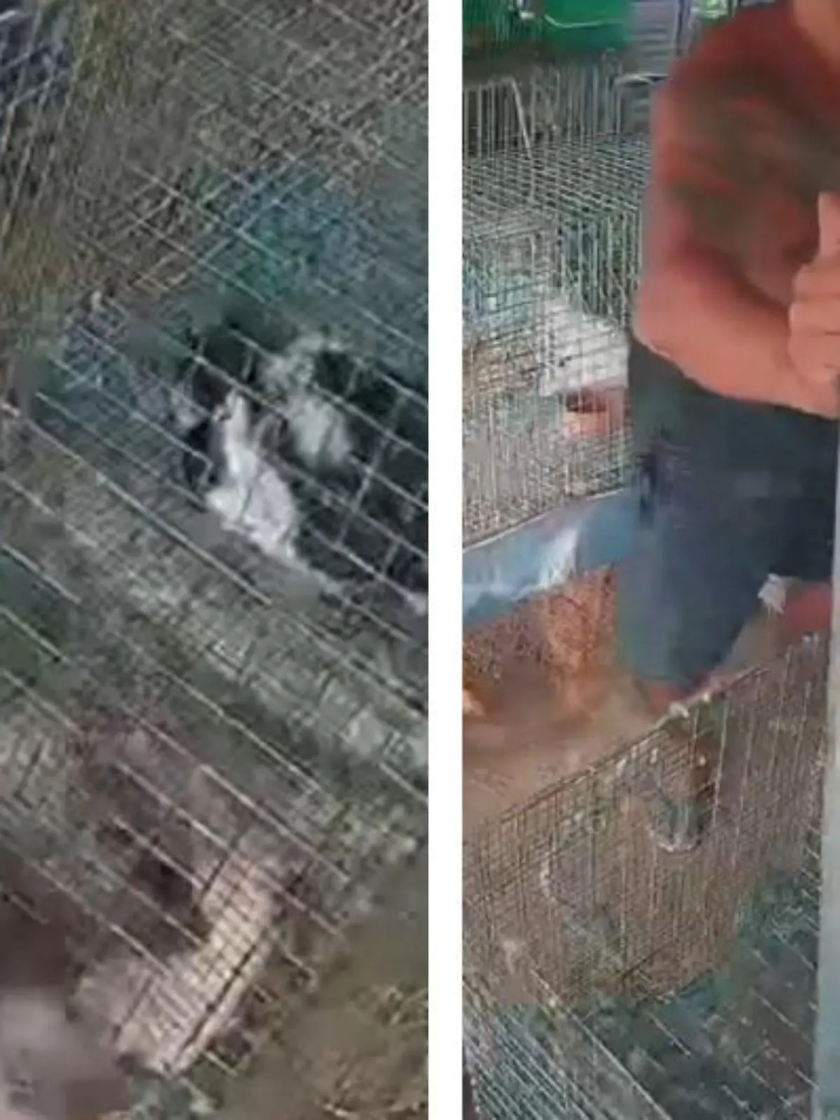 Dies ist der nervenaufreibende Moment, in dem ein Bauer ein Kaninchen davor bewahrt, von einer Python bei lebendigem Leib gefressen zu werden.