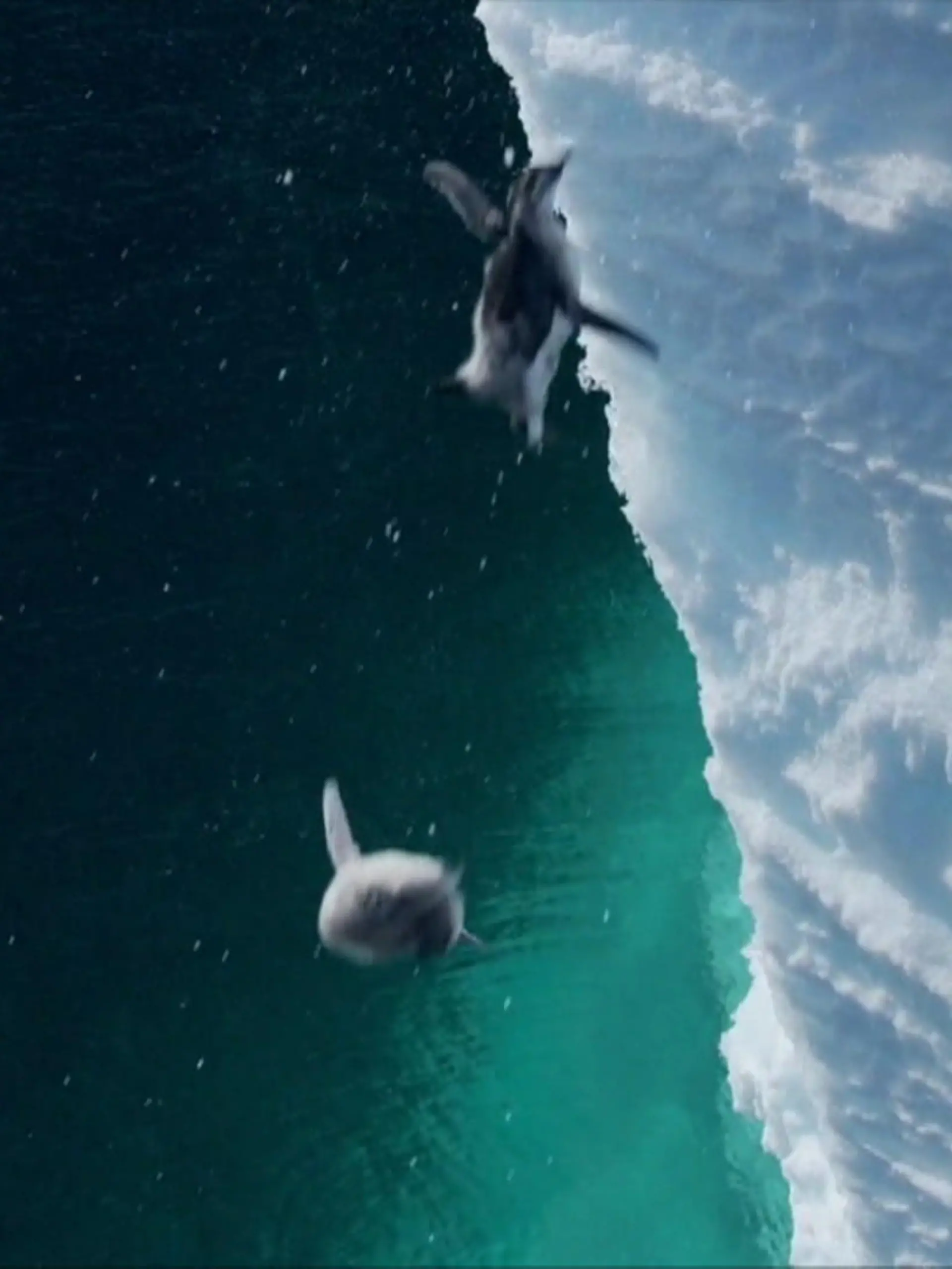 Für diesen Sprung müssen die jungen Kaiserpinguine ihren ganzen Mut zusammen nehmen. In der Westantarktis stürzen sich die sechs Monate alten Tiere einer nach dem anderen die 15-Meter-Klippe herab ins kalte Wasser. Der Grund? Traurig!